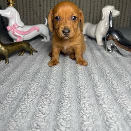 Oogie - Red male Dachshund puppy in Phoenix, Arizona from Casa MarCosta Dachshund
