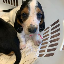 Basset Hound All Grown Up from Bodenhamer Hounds