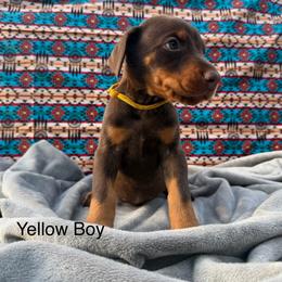 Yellow Boy - Red and rust male Doberman Pinscher puppy in Knox, Indiana from Double River Dobermans