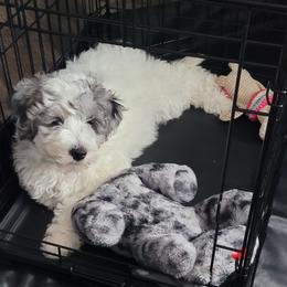 Yellow collar - Blue merle female Bernedoodle puppy in Wallace, Michigan from Daisy's Doodles