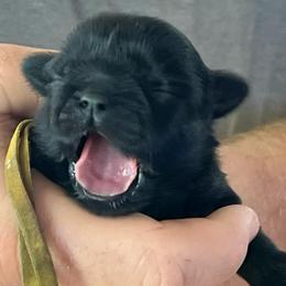Franklin - Black male Shih Tzu puppy in Bloomfield, Indiana from Meihem Pups