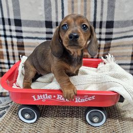 Wanda 2200 - Red female Dachshund puppy in Anaconda, Montana from Montana Country Dachshunds