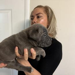 Girl 1 - Gray female Cane Corso puppy in Kaufman, Texas from Phantom Corsos