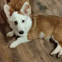 Kash - Pembroke Welsh Corgi