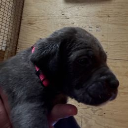 Girl 2 - Gray brindle female Cane Corso puppy in Granbury, Texas from Revolutions Kennel