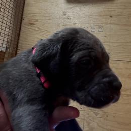 Girl 2 - Gray brindle female Cane Corso puppy in Granbury, Texas from Revolutions Kennel
