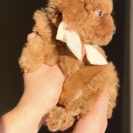 Poodle Puppies from Fidell Cuevas