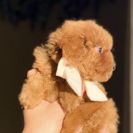 Poodle Puppies from Fidell Cuevas