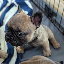 Raphael - Fawn male French Bulldog puppy in Rochester, New York from Upstate Champion Kennels