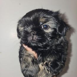Gage - Black and tan male Shih Tzu puppy in Los Banos And Bay Area, California from Shantii's Shih Tzu's