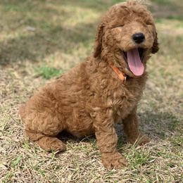 French Bulldog, Goldendoodle, and Golden Retriever Puppies from Crystal Coast Kennels, LLC