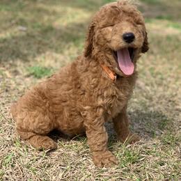 French Bulldog, Goldendoodle, and Golden Retriever Puppies from Crystal Coast Kennels, LLC