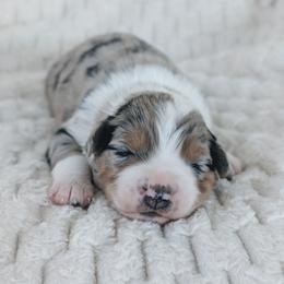 Boy 4 (Blue) - Blue merle male Australian Shepherd puppy in Yakima, Washington from Naches Heights Ranch