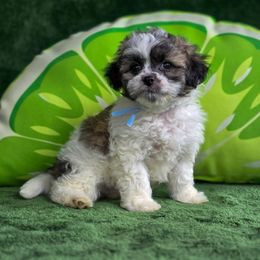 Poodles, Shichons, Shihpoos, and Shih Tzus from Oodles of Doodles