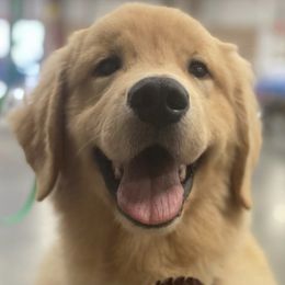 Golden Retrievers from Arkadia