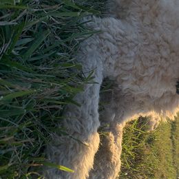 Labradoodles and Poodles from Morrell Town Standards and Doodles