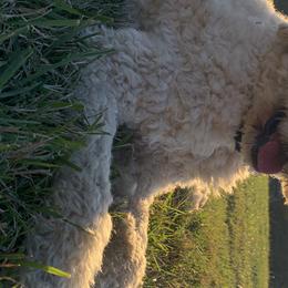 Labradoodles and Poodles from Morrell Town Standards and Doodles