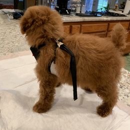 Poodle Puppies from Mary Gorgeous Poodles
