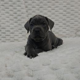 Light purple collar - Gray female Cane Corso puppy in Fritch, Texas from Carrie Brown's Cane Corsos