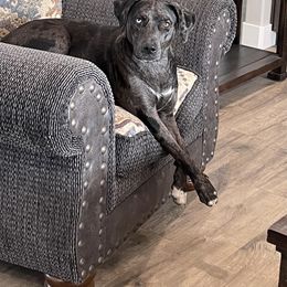 Catahoula Leopard Dog All Grown Up from Kassie's Catahoulas