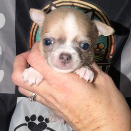 Albert - Blue fawn male Chihuahua puppy in Palmyra, Indiana from Country Star Chihuahuas