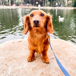 AXLE - Dachshund