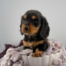 Briar AKC :: PRA Clear - Black and tan female Dachshund puppy in Erick, Oklahoma from 4-L Backyard Dach