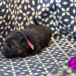 Pink Collar - Black and tan female German Shepherd puppy in Riverside, California from Von Der Sagobi
