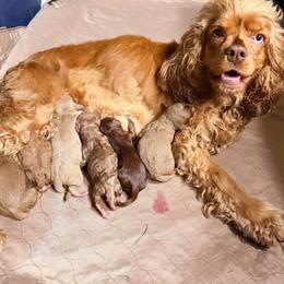 Cockapoo puppies from Hope Lane Kennels