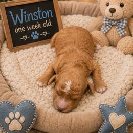 Winston - Red  male Goldendoodle puppy in North Branch, Michigan from Graceful Miniature Goldendoodles