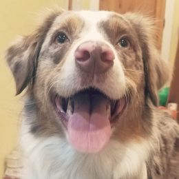 Miniature Australian Shepherds from Paige's Aussies
