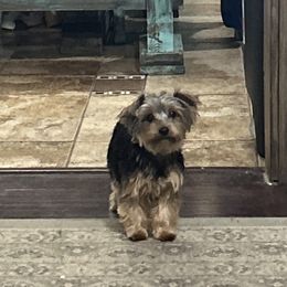 Stella - Yorkshire Terrier