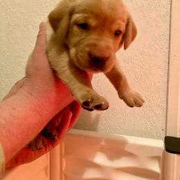 Orange - Yellow male Labrador Retriever puppy in Newaygo, Michigan from Royal Oak Gundogs
