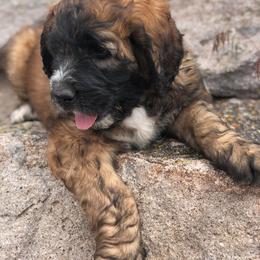 Aussiedoodle, Goldendoodle, Poodle, and Saint Berdoodle Puppies from Rocky Ridge Ranch