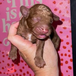 Woods - Red  male Goldendoodle puppy in Hopkins County, Texas from Boutique Doodles