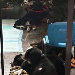 Bernedoodle and Bernese Mountain Dog Puppies from Aunt-T’s Australian Shepherds