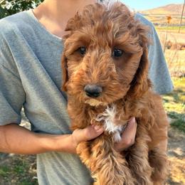 Pooh - Red and white male Cockapoo puppy in Adrian, Oregon from ApplebyFarm