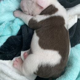 Bulldog Puppies from Bulldawg Vee