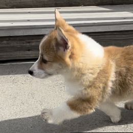 Pembroke Welsh Corgi Puppies from Eaglerock Kennel