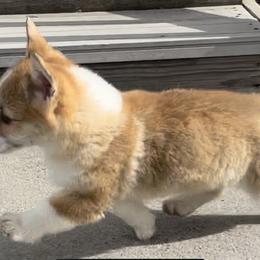 Pembroke Welsh Corgi Puppies from Eaglerock Kennel
