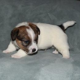 Rosemary Boy 1 - White and tan male Russell Terrier puppy in Middletown, Virginia from DBF Russell Terriers