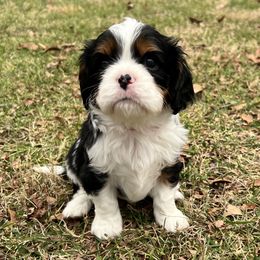 Cavalier King Charles Spaniel Puppies from Southern Valley Cavaliers