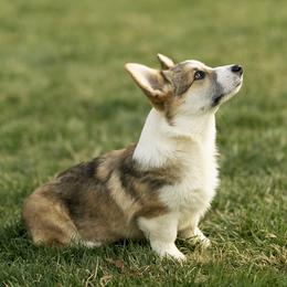Pembroke Welsh Corgi and Poodle Puppies from Corgi Companions (license number 18998)