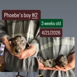 Phoebe's boy 2 - Dapple male Dachshund puppy in Grand Junction, Michigan from J.C fur babies
