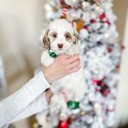Pedro - Parti male Goldendoodle puppy in Springville, Utah from Happy Doodle