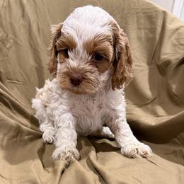 Juliet - Red and white female Cockapoo puppy in Advance, North Carolina from Rome & Reign Farm