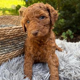 Daisy - Red female Labradoodle puppy in English, Indiana from Doodle Darlings