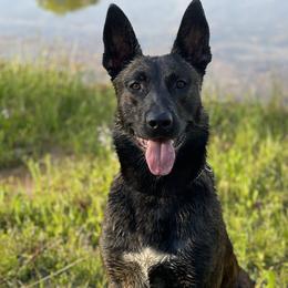 Belgian Malinois and xDutch Shepherd All Grown Up from Alliance K9