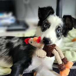 Australian Shepherd All Grown Up from TX Wild Heart Aussies