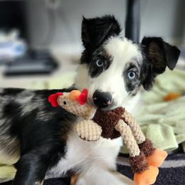 Australian Shepherd All Grown Up from TX Wild Heart Aussies
